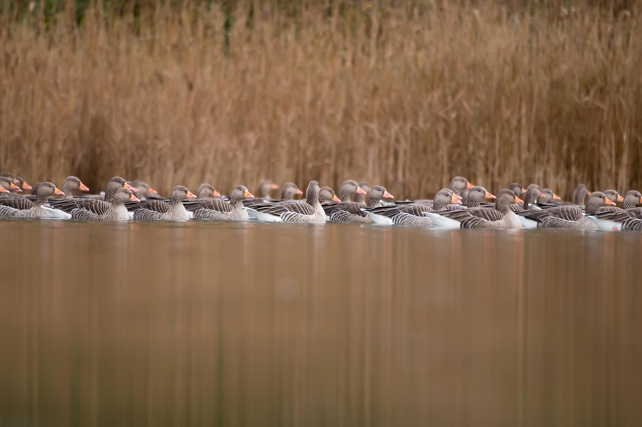 Grauwe Gans - Tom Linster