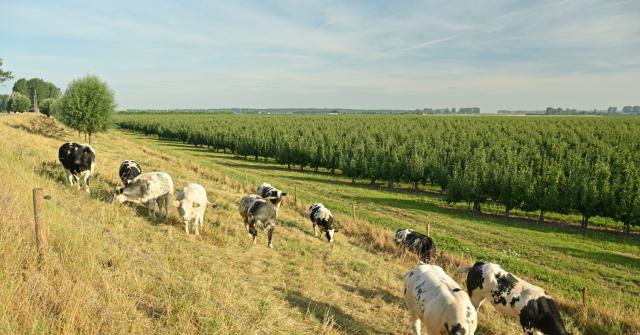 Oud Arenbergpolder Yves Adams 