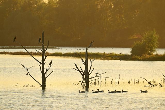 Verrebroekse Plassen Yves Adams