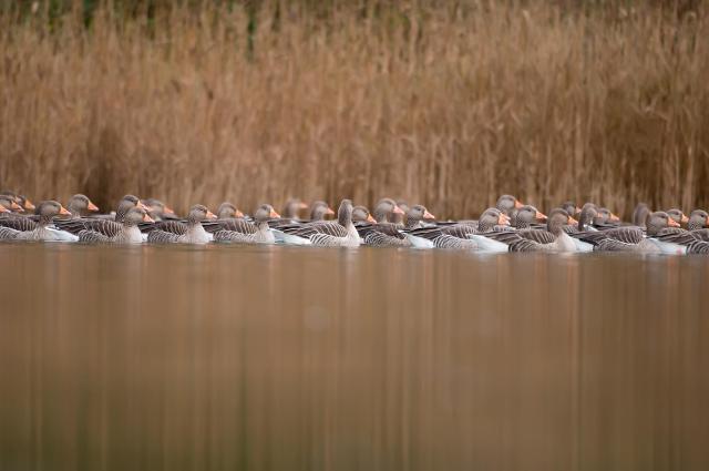 Grauwe Gans - Tom Linster